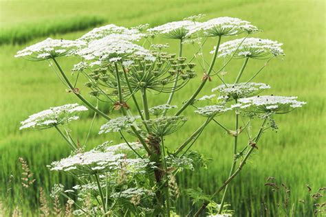 Giant Hogweed Plant Profile Toxicity And Identification