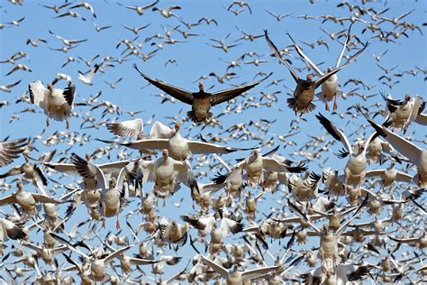 Migrating Snow Geese Take Flight Photograph By Delmas Lehman Pixels