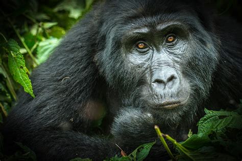 A New Way To See Ugandas Gorillas In The Mist Lonely Planet