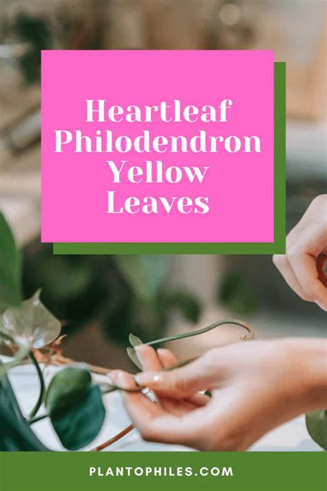 Heartleaf Philodendron Yellow Leaves 1 Causes And Remedies