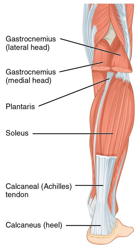 Muscles of posterior compartment of the leg. Achilles tendon - Wikipedia