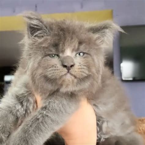Why choose salty coons maine coon kittens? These 3 Maine Coon Kitten Siblings Were All Born With The ...