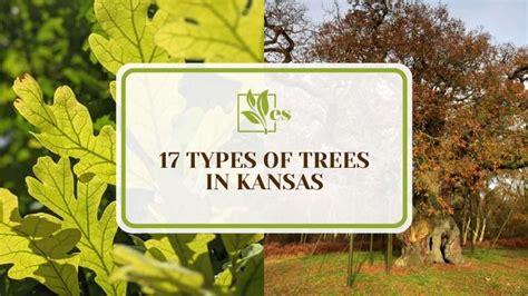 17 Types Of Trees In Kansas Ideas To Use In Your Landscape Evergreen