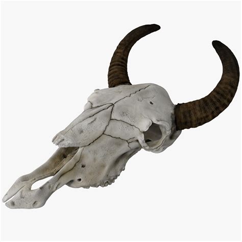 Diagram Diagram Of A Cows Skull Mydiagramonline