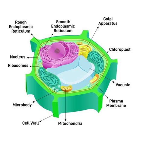 Plant Cell Definition Diagram Structure Function And Types Of Plant Cell