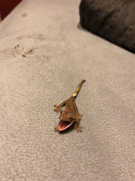 Baby Crested Gecko I Think Hes Excited To Be Alive Rreptiles