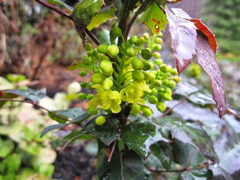 Mulchmaid Mahonia Repens Is My Favorite Plant In The Garden This Week