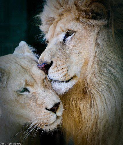 The Lion And Lioness Lion Lioness Lion Love Big Cats