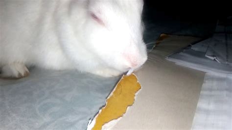 Rabbit Eating Papers Tushi Love Eating Books Youtube