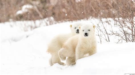 Two Polar Bears On Snow Covered Landscape Hd Animals Wallpapers Hd