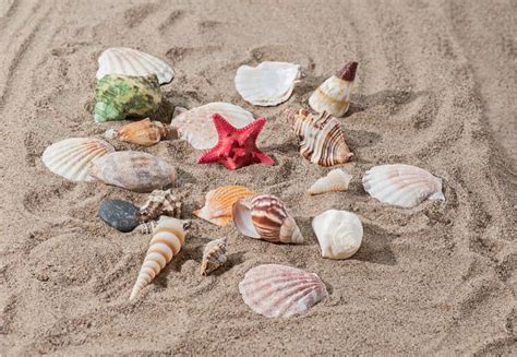Sea Star On Sand Stock Photo Image Of Star Color Shell 111087552