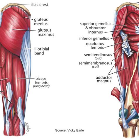 Lateral Hip Muscles