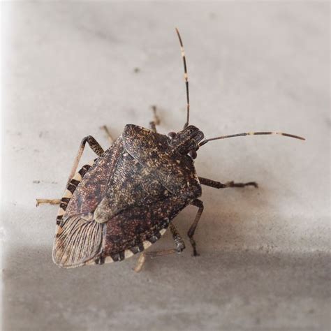 How To Get Rid Of Stink Bugs Tips To Kill Stink Bugs In Home