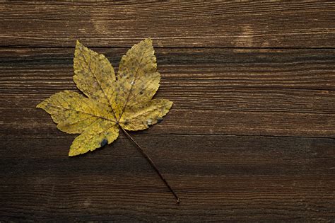 Wood Brown Leaves Wallpapers Hd Desktop And Mobile