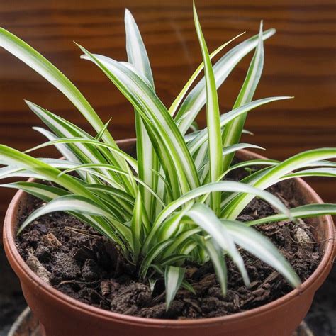 Are All Spider Plants Poisonous To Cats