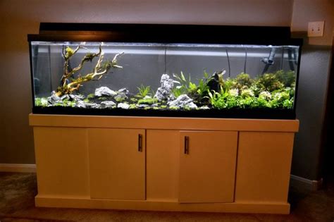 125 Gallon Planted Discus Tank Natures Beginning The Reef Tank