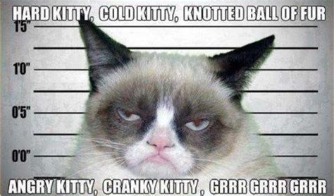 701 Best Images About Life Is Good Not Tard The Grumpy Cat On
