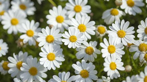 Makna Bunga Aster And Simbol Dari Tiap Warnanya Putih Hingga Pink