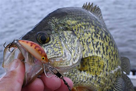 Best Crappie Bait And How To Use It Dennispointcampgroundmd