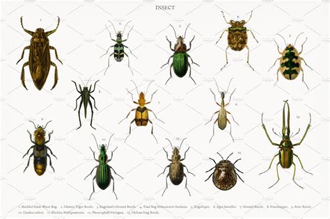 Different Types Of Bugs And Insects