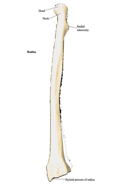 Human anatomy diagrams show internal organs bone diagram barca fontanacountryinn com. Practical #2 - Anatomy & Physiology 2451 with Dr. Pesthy ...