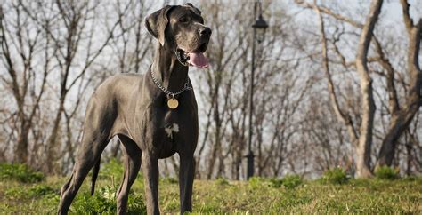 Great Dane Puppies For Sale Greenfield Puppies