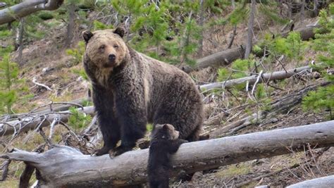 Yellowstones Grizzly Bears Lose Endangered Species Protection After 42