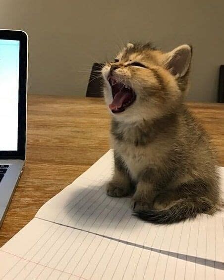 Cutest Yawn Ever Small Kittens Cute Kittens Cats And Kittens
