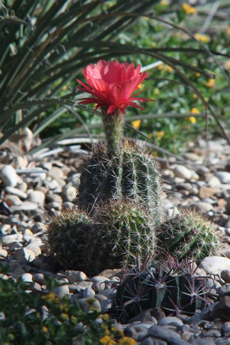 Rock Oak Deer Cactus Flower Beauty
