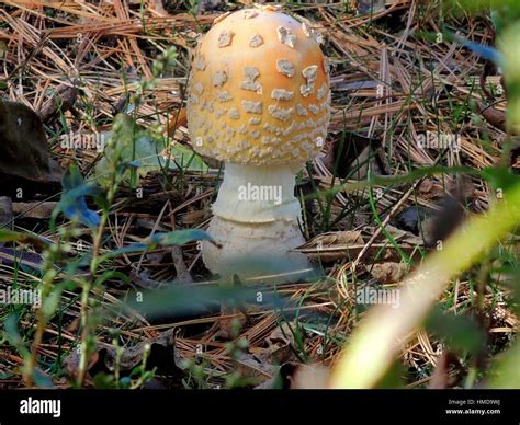 Hallucinogenic Mushrooms In Pa All Mushroom Info