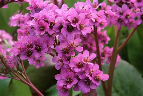 Bergenia Cordifolia Rotblum Stonehouse Nursery