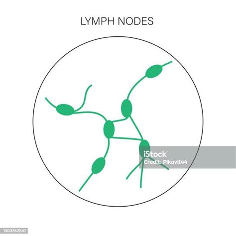 Lymph Nodes Concept Stock Illustration Download Image Now Istock