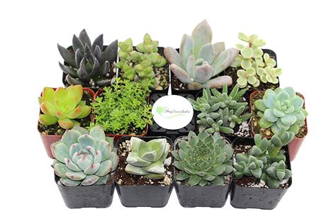 Succulents Collection Of 4 12 20 Lovely Seeds