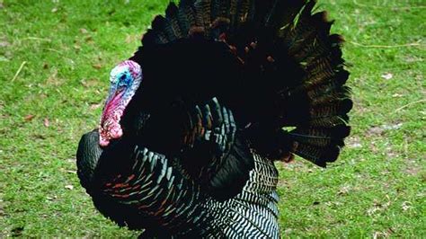 ohio s wild turkey season opens for hunters this month