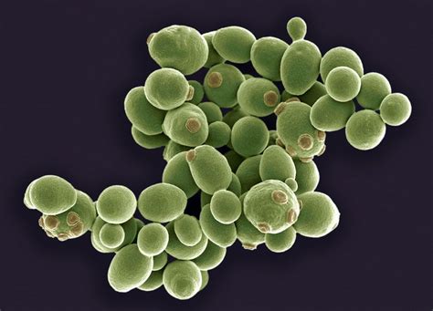 Yeast Cells Coloured Scanning Electron Micrograph Of Cells Of Brewers