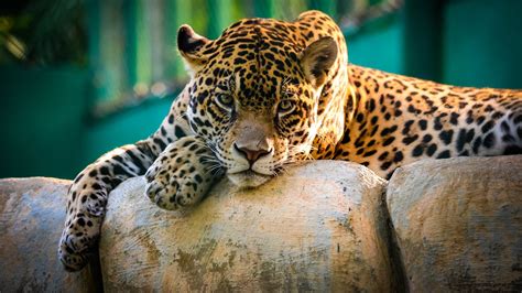 Principal 108 Imagen How Big Is A Jaguar Cat Vn