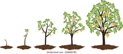 Five Stages Growing Maple Tree เวกเตอร์สต็อก ปลอดค่าลิขสิทธิ์