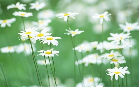 Chamomile Hd Desktop Wallpaper Baltana