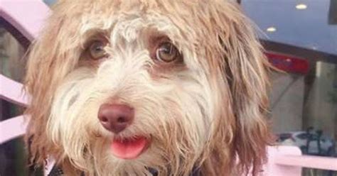 Little Dog With A ‘human Face Has The Internet Obsessed