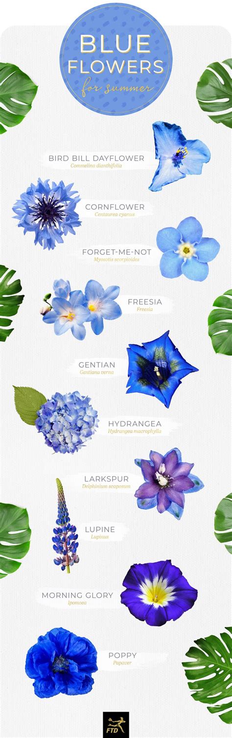 Names Of Blue Flowers List