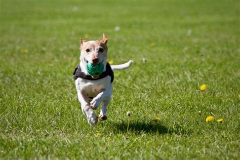 Most Effective Dog Training Methods How Dogs Are Trained