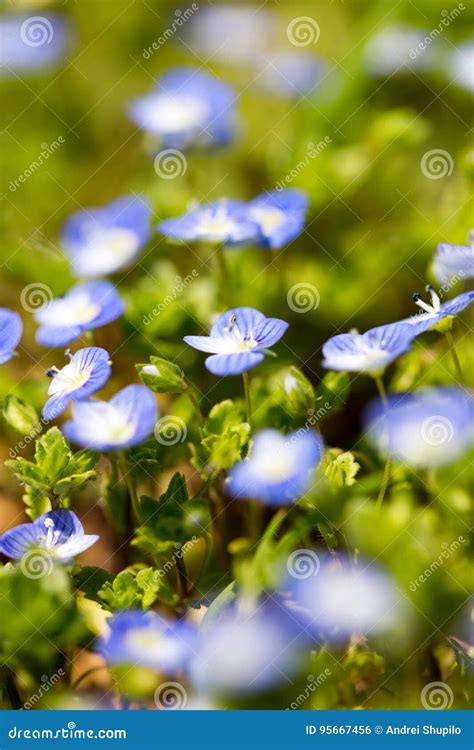 Little Blue Flowers In The Nature Stock Photo Image Of Season Beauty