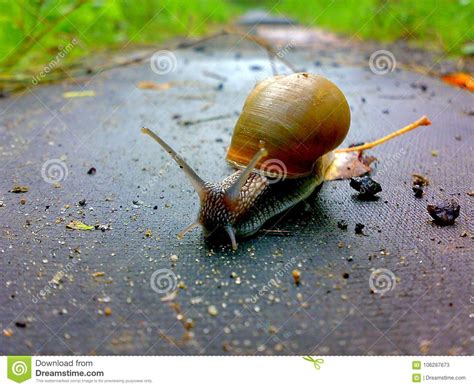 Snail Stock Image Image Of Fast Snail Macro Cool 106287673