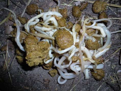 Worms In Dog Poop Tapeworms Flat White Worms After Deworming Treatment