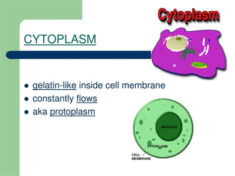 Ppt Cell Structures Powerpoint Presentation Free Download Id6224130