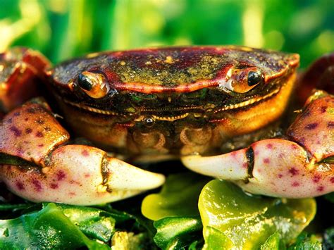 Freshwater Crab Wallpapers Hd Download Free Backgrounds