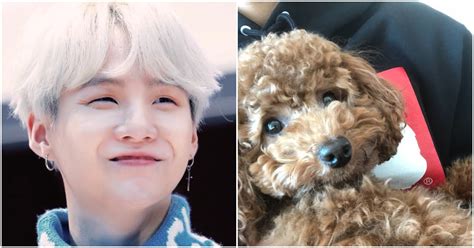 Txt is a boy group of 5 members: BTS' Suga is a Certified Dog Dad And It's The Cutest Thing ...