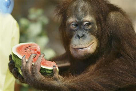 Pictures Of Animals Eating Watermelon For National Watermelon Day