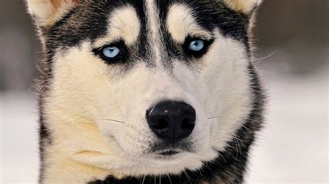 Check spelling or type a new query. Baby Huskies Wallpaper - WallpaperSafari