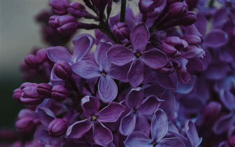 Download Wallpaper 3840x2400 Lilac Inflorescences Flowers Bush 4k Ultra Hd 1610 Hd Background